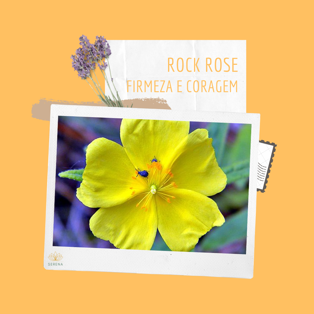 rock rose